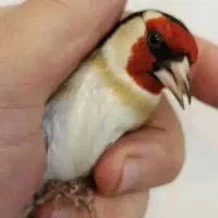 سهره،معاوضه