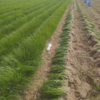 نهال پیاز سایروس|گل و گیاه طبیعی|عنبرآباد, |دیوار