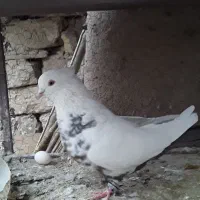 عروس فنج مرغ عشق کفتر نقشی پرشی ساتن غلاغع|پرنده|پیر بکران, |دیوار