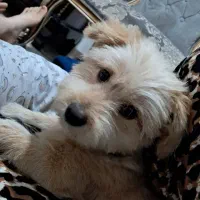 سگ گمشده|حیوانات|گالیکش, |دیوار