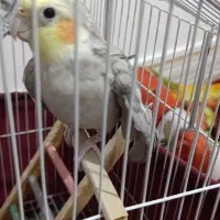 پرنده زینتی