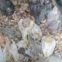 طوطی سرلاکی عروس،گیرینچیک|پرنده|آباده, |دیوار