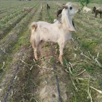 بزشیری|حیوانات مزرعه|جیرفت, |دیوار