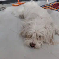 واگذاری سگ شیتزو تلییر