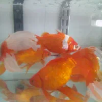 ماهی قرمز ،کوی ،کپور ،اکواریوم وتنگ