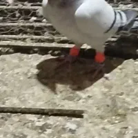 کبوتر گمشده