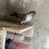 فرفرا|پرنده|اردبیل, |دیوار