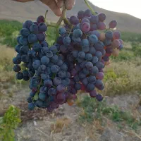 باغ فروشی|فروش دفتر صنعتی، کشاورزی، تجاری|زرنه, |دیوار