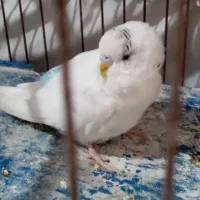 مرغ عشق سرحال