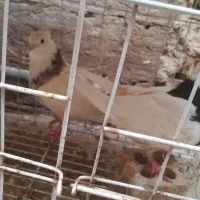 جفت طوقی تروماده