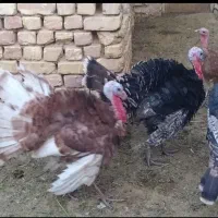 بوقلمون محلی|حیوانات مزرعه|مارگون, |دیوار