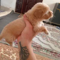 سگ نر پودل کراس|سگ|مشهد, نظام دوست|دیوار