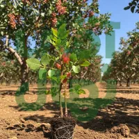 فرصت طلایی برای باغداران حرفهای نهال صنوبر|خدمات باغبانی و درختکاری|اراک, |دیوار