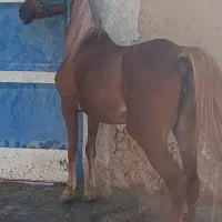 اسب مادیان