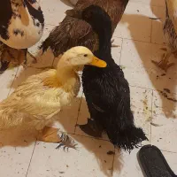 خروس و اردک اسراییلی