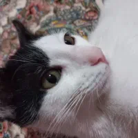 واگذاری گربه|گربه|کرمانشاه, |دیوار