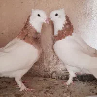 کبوتر طوقی نر پنج عدد و یک ماده|پرنده|زابل, |دیوار