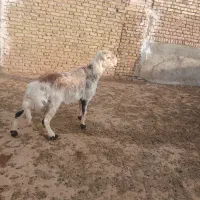 شیشک چهار دندون خال|حیوانات مزرعه|زاوه, |دیوار