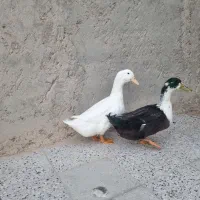 دو اردک بالغ