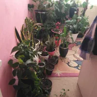 گل و گیاه طبیعی|گل و گیاه طبیعی|تهران, سلسبیل شمالی|دیوار