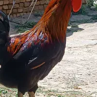 1سال