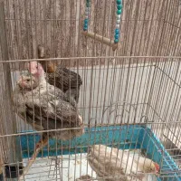 چهار عدد جوجه خروس یک ماه و نیمه