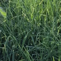 زمین کشاورزی با اب