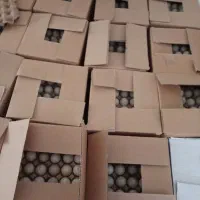 تخم اردک نطفه