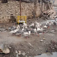 غاز محلی|حیوانات مزرعه|مریوان, |دیوار