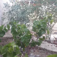 باغچه چهار دیواری چهارده در بیست 280 متر