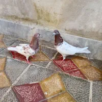 کبوتر یک جفت