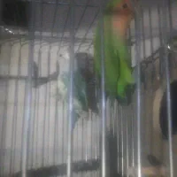 عروس هلندی آلبینو سخنگو ،طوطی برزیلی|پرنده|قدس, شهرک صنعتی زاگرس|دیوار