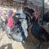 بوقلمون|پرنده|خزل, |دیوار