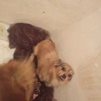 سگ ماده|سگ|ملایر, |دیوار