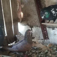 کفتر ماده|پرنده|مرودشت, بیست متری بیمارستان|دیوار