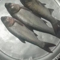 پخش ماهی گرم ابی خوزستان کیلوی ۱۹۰