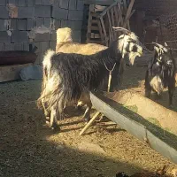 کولار بز آبستن و کهره نر چاق|حیوانات مزرعه|مرودشت, پشت سایپا|دیوار