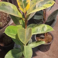 گلخانه سالار