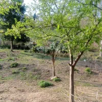 زمین-کوهپایه-ای-280متری-با-پروانه-ساخت
