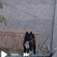 امریکن اکیتا رنگ خاص