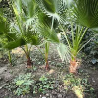 انواع نهال زینتی