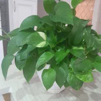 گل پتوس|گل و گیاه طبیعی|رشت, شهرک قدس|دیوار