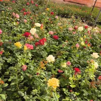 انواع رز هلندی (گلدان)