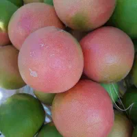 میزبانی تیم ۲۰نفره برای چین گوجه با اسکان رایگان