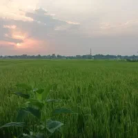 فروش شالیزار مکانیزه یک و نیم هکتار