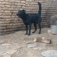 توله سرابی ۱۱ ماهه