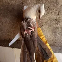 کبوتر