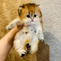 شهر گربه های پشمالو (پرشین اسکاتیش بریتیش رگدال)