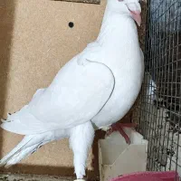 سفید هفت رنگ (کبوتر)