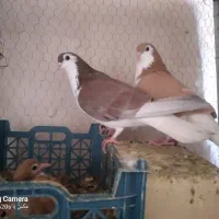 کبوتر کفتر ساده